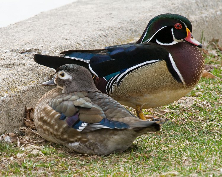 WoodDuck-0008