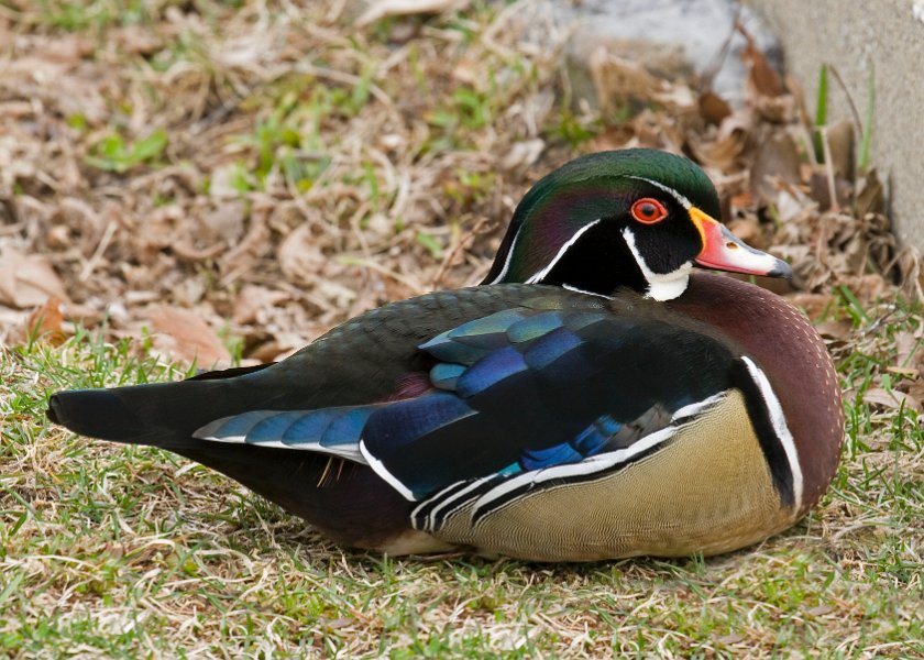 WoodDuck-0012