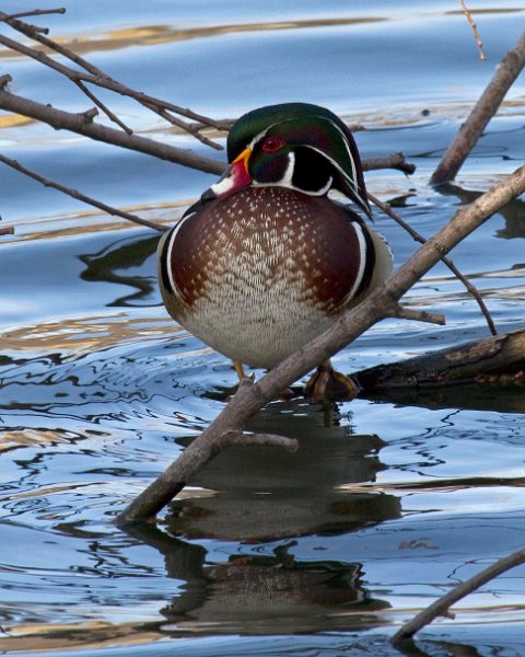 WoodDuck-0019