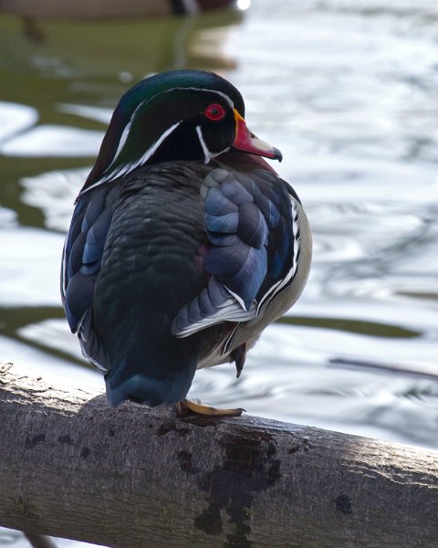 WoodDuck-0020