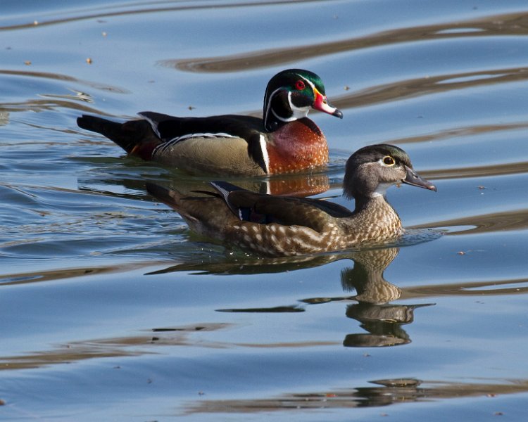 WoodDuck-0022