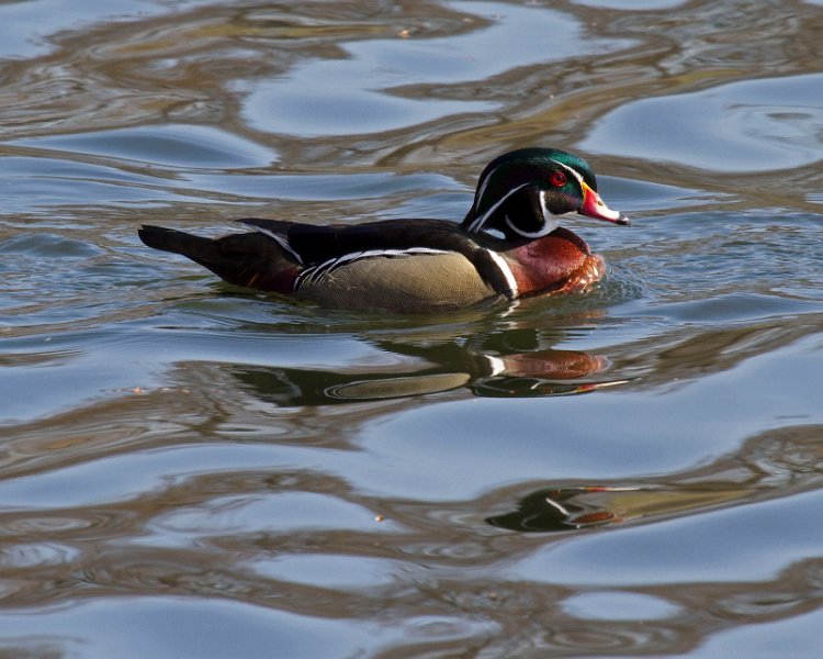 WoodDuck-0023