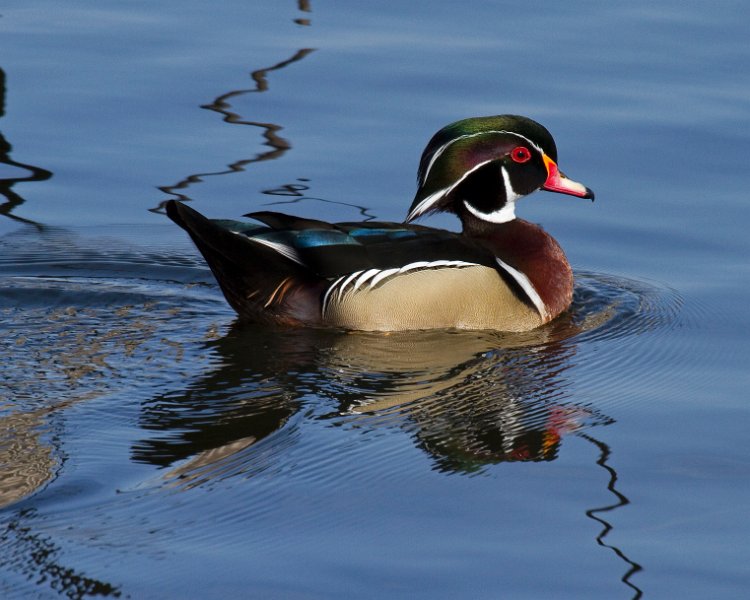 WoodDuck-0024