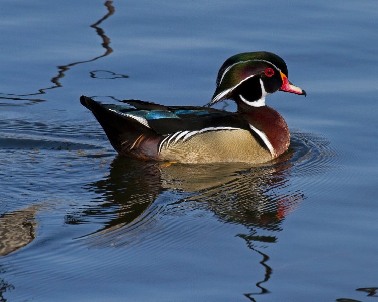 WoodDuck-0025