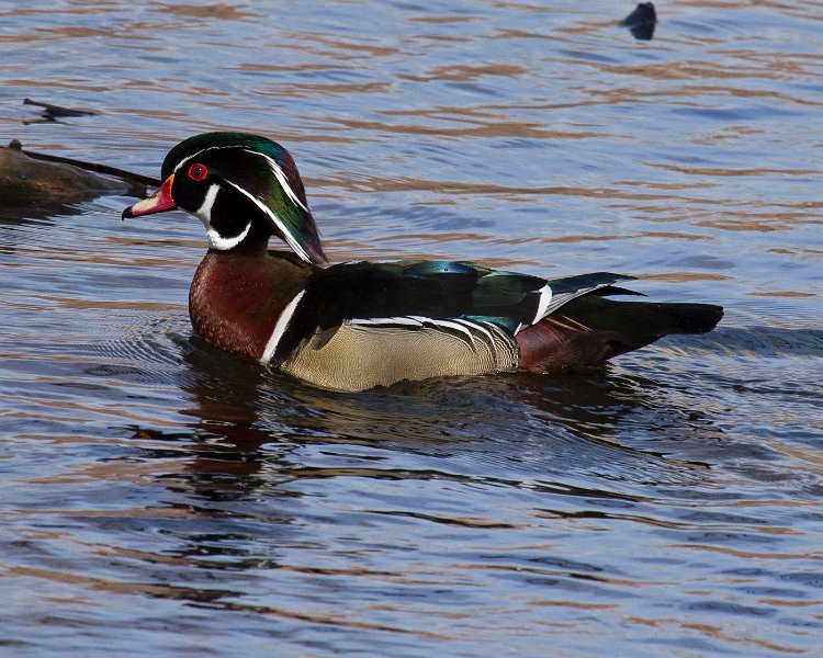 WoodDuck-0026