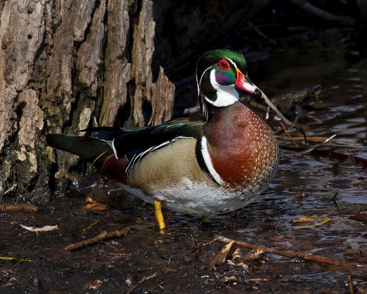 WoodDuck-0027