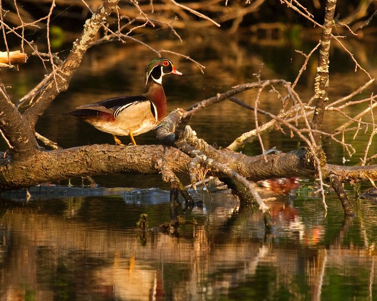 WoodDuck-0029