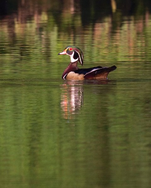 WoodDuck-0030