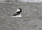 Bufflehead-0003.jpg