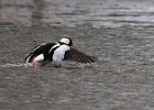 Bufflehead-0004.jpg