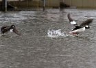 Bufflehead-0005.jpg