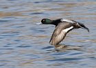 Scaup-0028.jpg