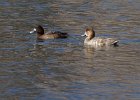 Scaup-0030.jpg