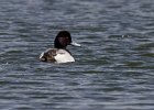 Scaup-0031.jpg