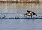 Scaup-0034.jpg