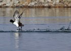 Scaup-0035.jpg