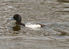 Scaup-011.jpg