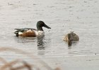 Shoveler-0011.jpg