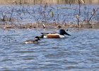 Shoveler-0013.jpg