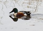 Shoveler-0014.jpg