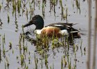 Shoveler-0015.jpg