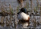 Shoveler-0016.jpg