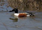 Shoveler-0017.jpg