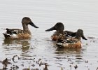 Shoveler-0018.jpg