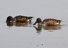 Shoveler-0019.jpg