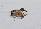 Shoveler-0020.jpg