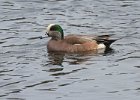 Widgeon-0004.jpg