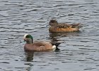 Widgeon-0005.jpg