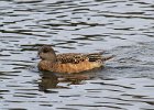 Widgeon-0006.jpg