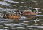 Widgeon-0007.jpg