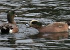 Widgeon-0008.jpg