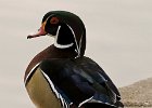 WoodDuck-0004.jpg