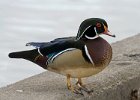 WoodDuck-0005.jpg