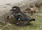 WoodDuck-0007.jpg