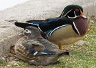 WoodDuck-0008.jpg