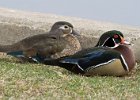 WoodDuck-0009.jpg