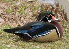 WoodDuck-0012.jpg