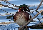 WoodDuck-0019.jpg