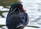 WoodDuck-0020.jpg