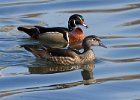 WoodDuck-0021.jpg