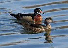 WoodDuck-0022.jpg