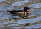 WoodDuck-0023.jpg