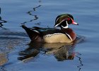 WoodDuck-0024.jpg