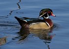 WoodDuck-0025.jpg