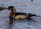 WoodDuck-0026.jpg