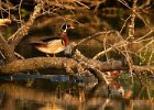 WoodDuck-0029.jpg